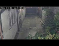 Three white cats deal with giant rat