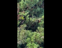 Collab Clips MPUGC - Woman shows writing spiders web