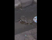 Rat eats dead rat 