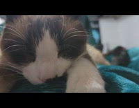 Cat try to stay awake knead on blanket