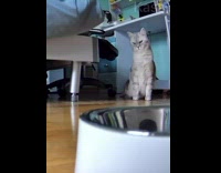 Cat Gets Down from Chair and Lays on Floor