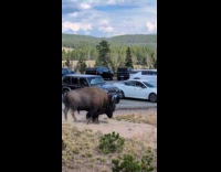 Wild bison walk roam at parking lot