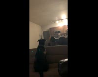 Guy bodyslams dog in the kitchen while other dog watches from the couch