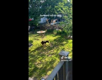 Dog spins every time he goes out 