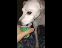 Girl puts green cup on nose dog 