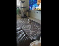 Collab DailyDoseOfInternet - Hairless Cat Shakes Body  Before Running Away