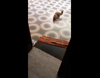 Guy play fetch string with pet cat