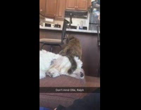 Collab KaleSaladIG - Cat sits on sleeping dogs face and wags tail on head