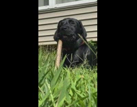 Black puppy dog chews stick lays grass
