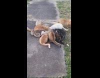 Cats eat on pavement orange cat stops eating