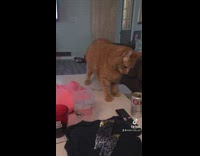 Cat pushes soda can off table 