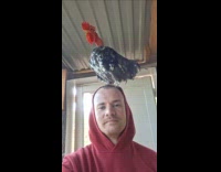 Man has rooster crowing on his head 