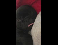 Black pug puppy sleeps with tongue out 