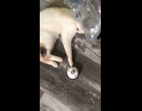 Collab BitchIG2 - Cat rings bell