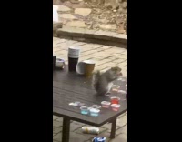 Squirrel on table picks up clear jello cup and eats it 
