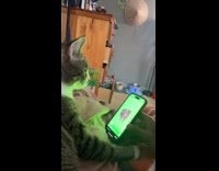 Collab Clips MPUGC - Cat annoyed when man showed tiktok video