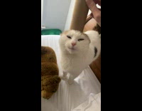 Cat enjoys pets and massage from tissue roll