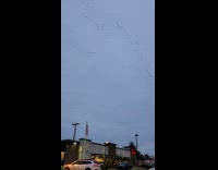 Flock of birds roam around the sky