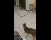 Brown cat jumps and chases cat toy 