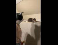 Cat hissing at woman wearing cat head dress