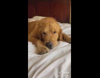 Girl tells dog cooper its adopted bed