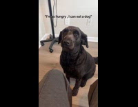 Dog gives hooman side eye - Im so hungry I can eat a dog