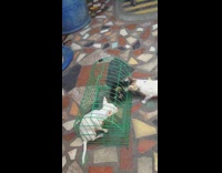 small white dog green cage cat eats food