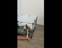 Brown white dog throws toy out kennel 