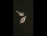 Geese sit top of another  on water