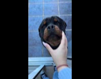 Collab Clips MPUGC - Woman does bop it game on dogs snout