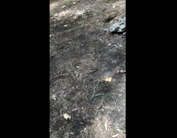 Guy give almond nut to wild squirrel