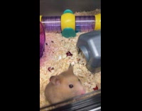 Pet hamster inside cage wit grapes