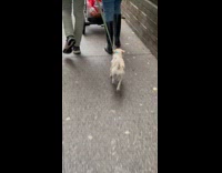 Little dog walks fast at the street in NY with owner 