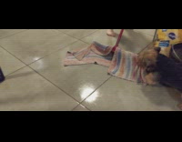 Brown black dog attack the mop stick