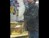 Man brings pet bird inside the cafe