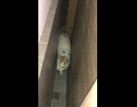 Brown white cat in small narrow space 