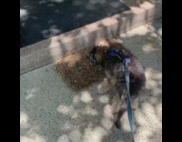 Dog wags tail and shakes entire butt