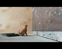 Girl feeds kitten syringe milk black shoes 