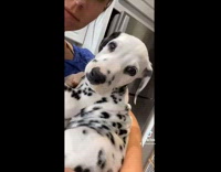 Dalmatian puppy grows into adult part 2
