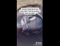 Guy bird look at each other bedroom