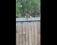 Squirrel bite and take log on wooden fence