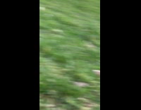 Girls have picnic at park with tripod 