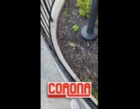 Brown blue crab on wood chips outdoors 