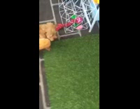 Brown puppy dog hot dog ketchup costume 