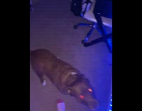 Pitbull tries to eat piece of paper in owner hand