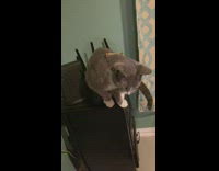 Owner put stick on back grey cat