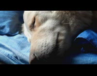 Golden retriever puppy sleeps mouth moves flinch