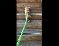 Cat green leash scared of stairs falls down