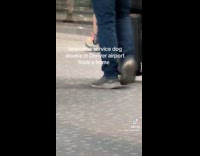 Collab VIBES - Dog poop gets stepped on by man