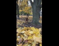 Brown dog jumps into pile of leaves 